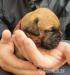 Bullmastiff šteniatka bez PP - Predaj