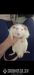 Dögönyözhető hím patkány testvérpár ketreccel - Eladás