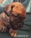 Bullmastiff šteniatka bez PP - Predaj