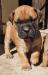 Bullmastiff šteniatka bez PP - Predaj
