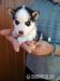 Sibírsky husky - Predaj