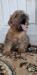 Norfolk Terrier - Prodej