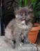 Kotki hodowlane Maine Coon FPL - Sprzedaż