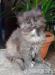 Kotki hodowlane Maine Coon FPL - Sprzedaż