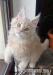 Kotki hodowlane Maine Coon FPL - Sprzedaż