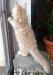 Kotki hodowlane Maine Coon FPL - Sprzedaż