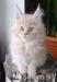 Kotki hodowlane Maine Coon FPL - Sprzedaż