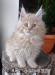 Kotki hodowlane Maine Coon FPL - Sprzedaż