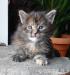 Kotki hodowlane Maine Coon FPL - Sprzedaż