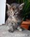 Kotki hodowlane Maine Coon FPL - Sprzedaż