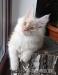 Dymny kremowy kocurek Maine Coon - Sprzedaż