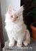 Dymny kremowy kocurek Maine Coon - Sprzedaż
