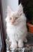 Dymny kremowy kocurek Maine Coon - Sprzedaż