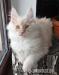 Dymny kremowy kocurek Maine Coon - Sprzedaż