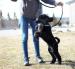 Standard poodle puppies - Prodej