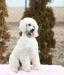 Standard poodle puppies - Prodej