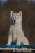 Šteniatka (fenky) Sibírsky husky s PP - Predaj