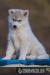 Šteniatka (fenky) Sibírsky husky s PP - Predaj