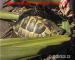 Italienische Landschildkröten Testudo h.h. NZ - Verkauf