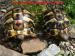 Italienische Landschildkröten Testudo h.h. NZ - Verkauf