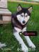 Sibírsky Husky  - Predaj