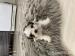 Shi tzu - Predaj