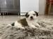 Shi tzu - Predaj