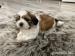 Shi tzu - Predaj
