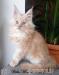 Hodowlane kocurki Maine Coon FPL - Zakup
