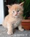 Hodowlane kocurki Maine Coon FPL - Zakup