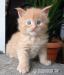 Hodowlane kocurki Maine Coon FPL - Zakup