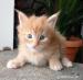 Hodowlane kocurki Maine Coon FPL - Zakup