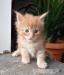 Hodowlane kocurki Maine Coon FPL - Zakup