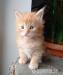 Hodowlane kocurki Maine Coon FPL - Zakup