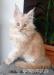 Hodowlane kocurki Maine Coon FPL - Zakup