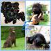 Flat Coated Retriever - black puppies - Predaj