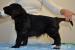 Flat coated retriever - černí pejsci s PP k odběru - Prodej