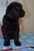 Flat coated retriever - černí pejsci s PP k odběru - Prodej
