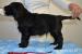 Flat coated retriever - černí pejsci s PP k odběru - Prodej