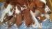 Welsh Springer Spaniel šteniatka - Predaj