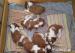 Welsh Springer Spaniel šteniatka - Predaj