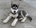 Cistokrvne steniatka Sibirsky husky bez PP - Predaj