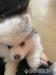 Pomsky Welpen suchen ab sofort ein liebevolle - Verkauf