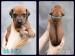 Rhodéský ridgeback s PP - Prodej