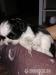 Szczenięta rasy Shih Tzu  - Sprzedaż