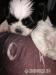 Shih tzu  - Sprzedaż
