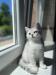 Škótska klapouchá mačka, scottish fold,straight PP - Predaj