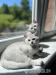 Škótska klapouchá mačka, scottish fold,straight PP - Predaj