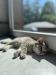 Škótska klapouchá mačka, scottish fold,straight PP - Predaj