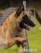 Belgický ovčák malinois s PP - Prodej